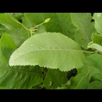 Tanaisie, Tanacetum balsamita (fam Composees) (Europe orientale, Asie occidentale) (2)